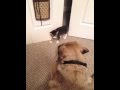 Kitten scares big dog!