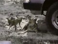 Little Dog Fights Back