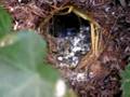 Goldian finches in the nest