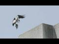 Falcon Fascination - KQED QUEST