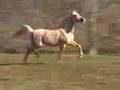 Allure N Cream, Half Arabian Palomino Mare
