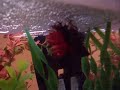 My Betta fish couple mating!