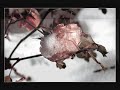 KINO - Pechal' - Sadness (slideshow, lyrics, translation)