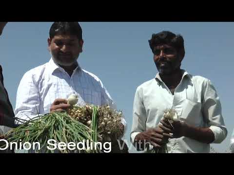 how to fertilize onions organically