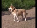 Nuko, cruce Samoyede busca casa