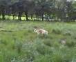 Nuko, cruce Samoyede busca casa