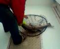 Striper fishing April 27 2008 2nd catch Striper fishing April 27 2008 2nd catch
