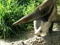 anteaters feeding
