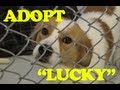 Animal Shelter Donation Day