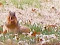 UM squirrels