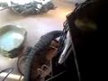 tegu reptile lizard fatty
