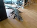 curious tegu