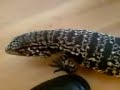 curious tegu