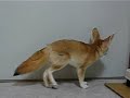 Fennec fox is digging