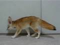Fennec fox is digging