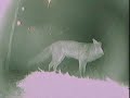 Strangers in the night - animal visitors 2