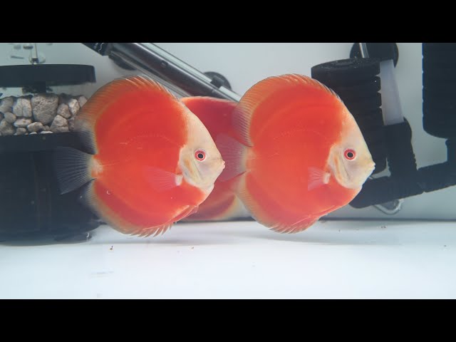 Discus Fish at Fins8 in Fish for Rehoming in Kitchener / Waterloo