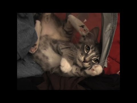 cat
