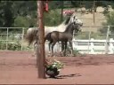 Accapella and Armand