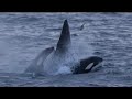 A rare sighting of Orcas off the coast of Spitsbergen, Norway, hunting down a Minke Whale - documented by the expedition staff of the National Geographic Endeavour.