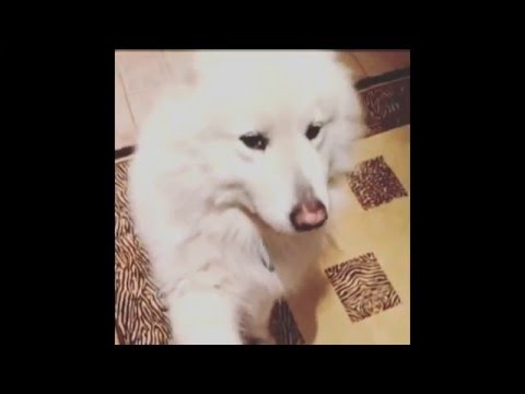 do dogs burp the gives a shake then burps do dogs burp the gives a shake then burps