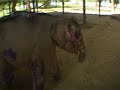 Elephant Transit Camp