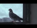 Activation video for promedia