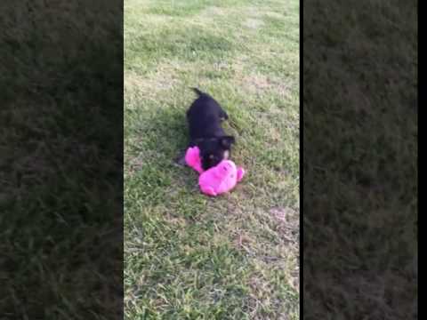 Madison… Beautiful YorkieChin puppy :