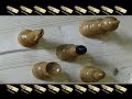 SARCO PHAGUS II - DER FLEISCHFRESSER edited