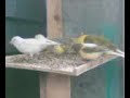 Canaries In Avary