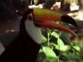 Bird Park in Cataratas do Iguaçu