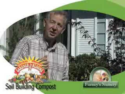 how to fertilize japanese maple trees
