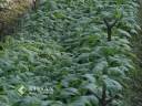 Cultivation of tobacco: കാസര്‍ഗോഡിലെ പുകലയിലകൃഷി
