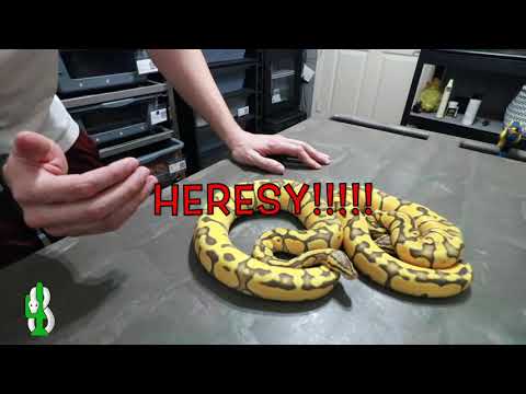 YouTube reptile video