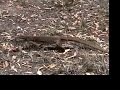 Yellow-spotted or Floodplain Monitor Yellow-spotted or Floodplain Monitor