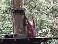 Sepilok Orang Utan Rehab