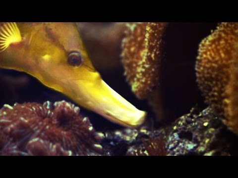 fish - Tweet⇒ http://bit.ly/FishEat2TWT FB⇒ http://bit.ly/FishEat2FB Footage by - www.biopixel.tv Filmed at - www.jcu.edu.au Official comment thread on Reddit here: http://bit.ly/1pMCPEf Shot...