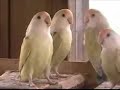 outdoor-aviary.html