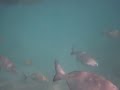 Snorkeling in Mexico