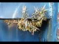 yellow jackets