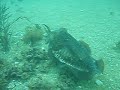 Cuttle Fish