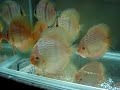 wild Discus HECKEL ACROSS