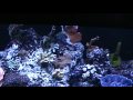 stan's 30 gallon reef