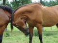 This horse didn`t know the taste of grass. When he was tiny, he founded a chain around his neck, and lived in a dark cell. Today he is free and happy in Tara