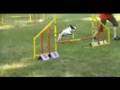 French Bulldog Darinka - forerunner