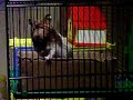 Hamlet Squeaking 2 Hamlet Squeaking 2