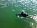 Dolphins.mp4
