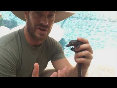 YouTube reptile video