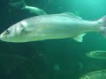 Deep Sea World Deep Sea World