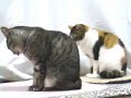 Synchronized cats Synchronized cats